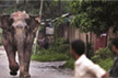 Human-animal conflict: Kerala sees three deaths in wild elephant attack